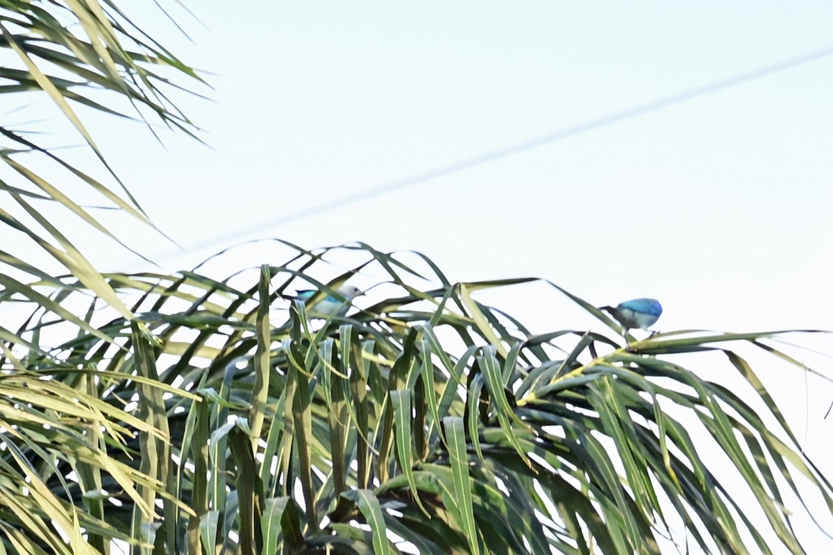 Blue-gray Tanager - ML649339118