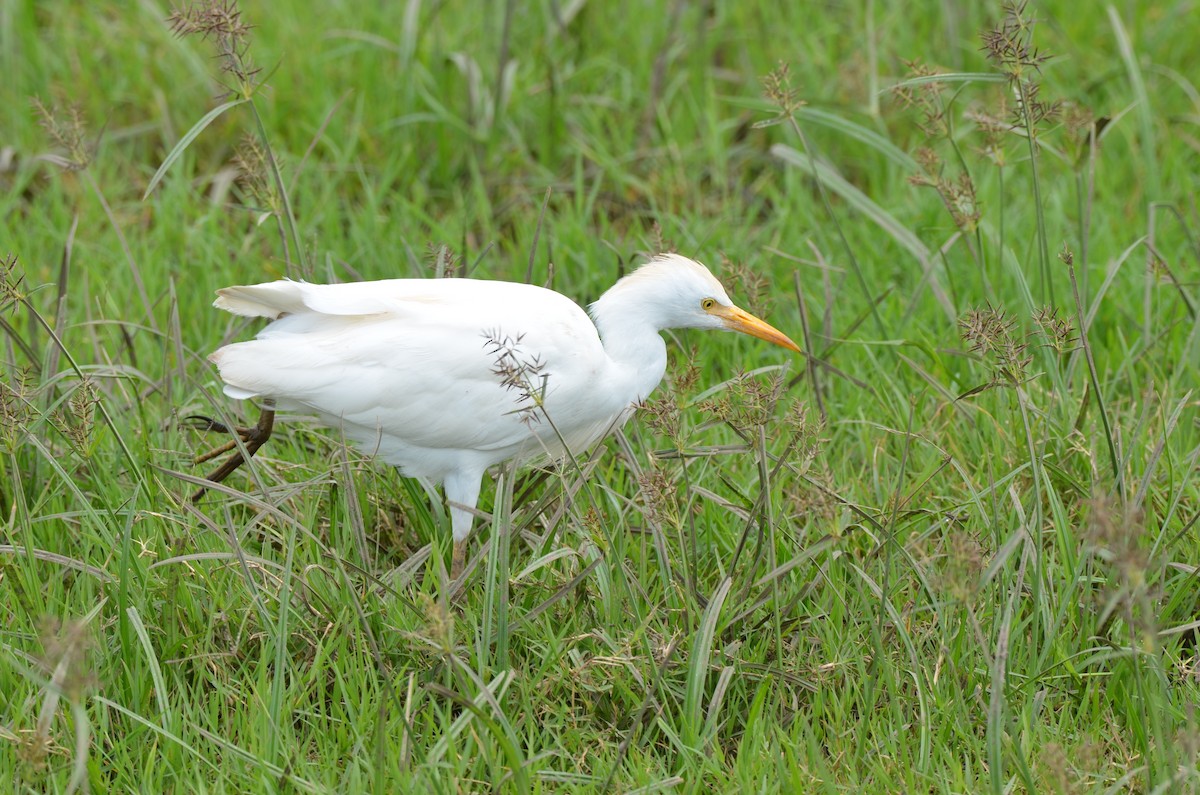 Western/Eastern Cattle-Egret - ML649339270