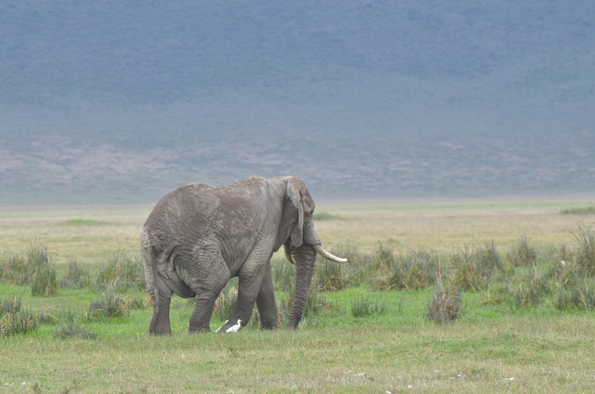 Western/Eastern Cattle-Egret - ML649339298