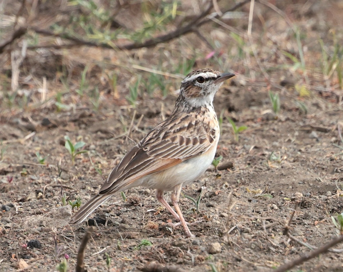 Savannenlerche (Fuchslerche) - ML649339419