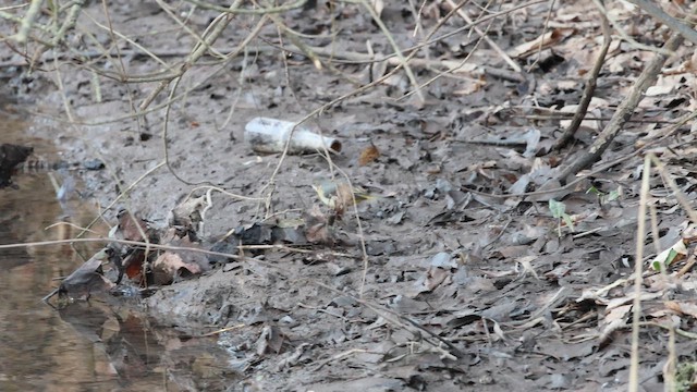 Gebirgsstelze - ML649339495