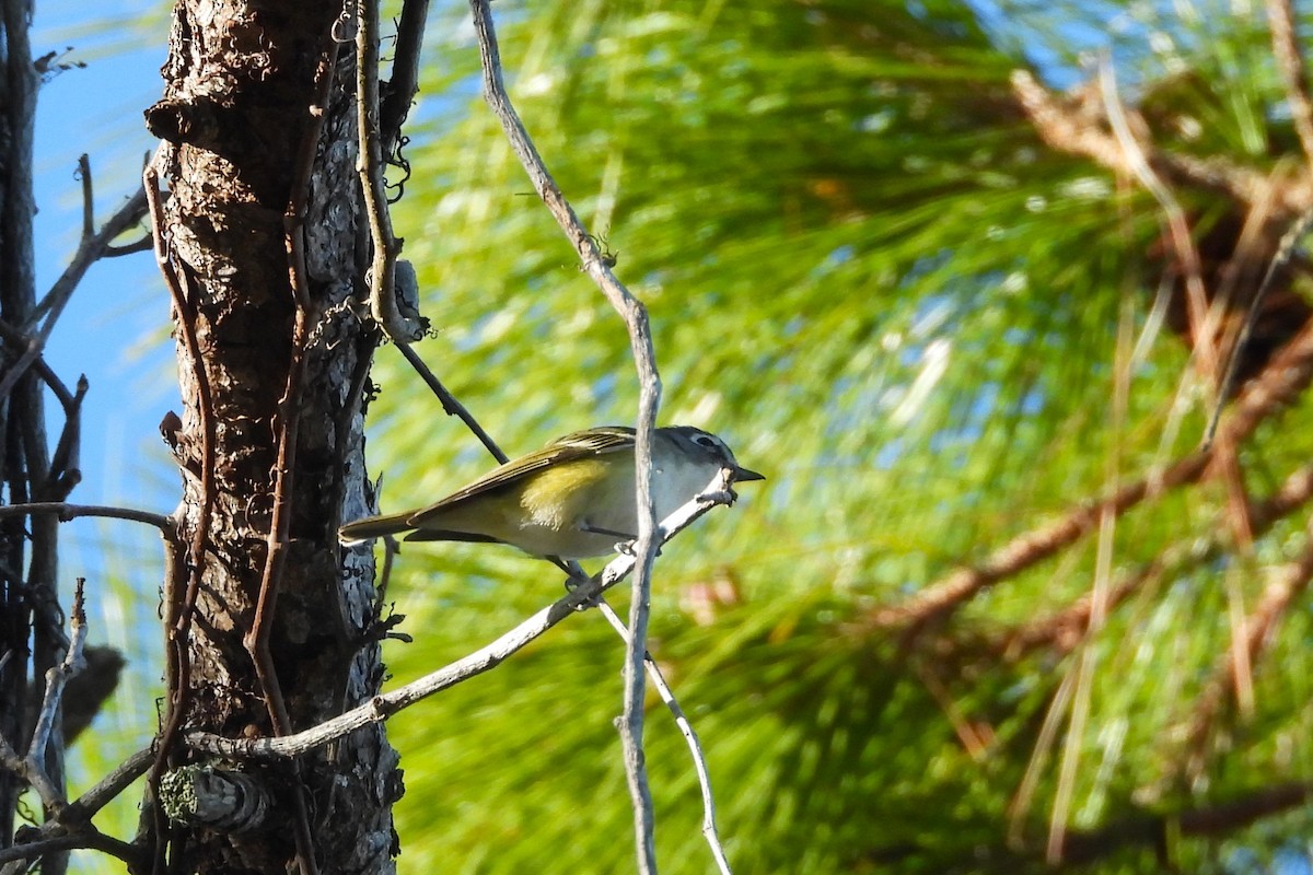 Graukopfvireo - ML649339717