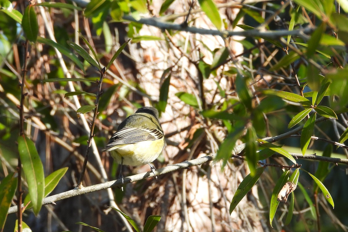 Graukopfvireo - ML649339718