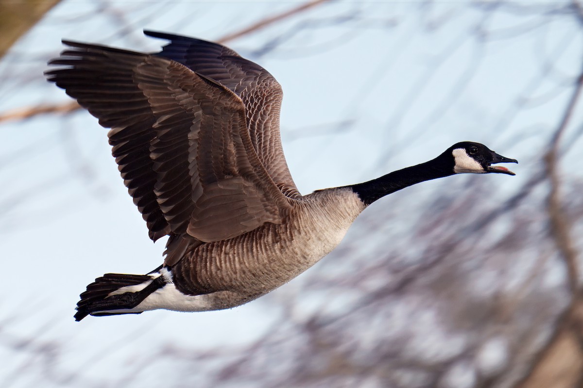 Canada Goose - ML649339774
