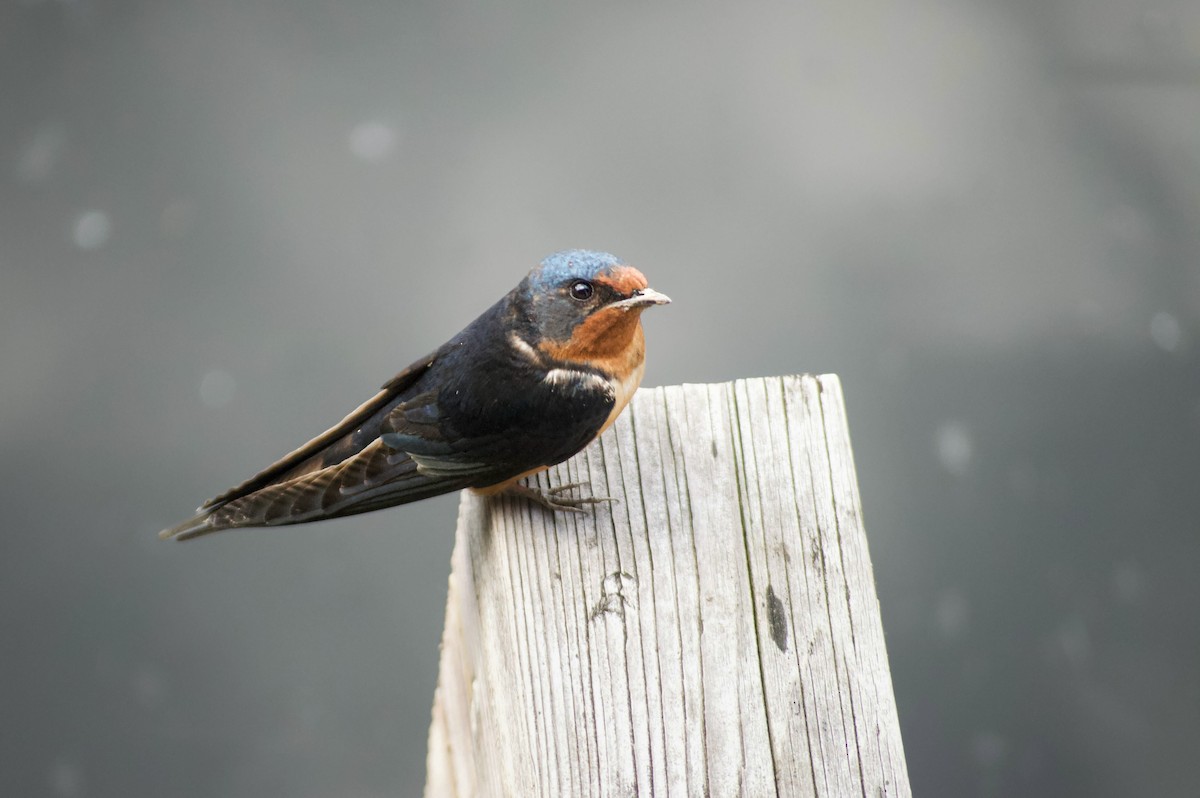 låvesvale - ML649339819