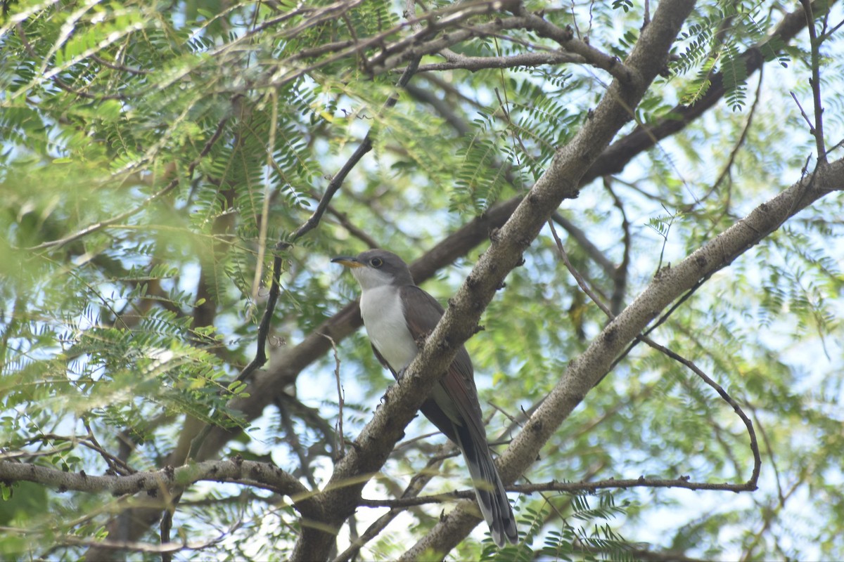 Yellow-billed Cuckoo - ML649339997