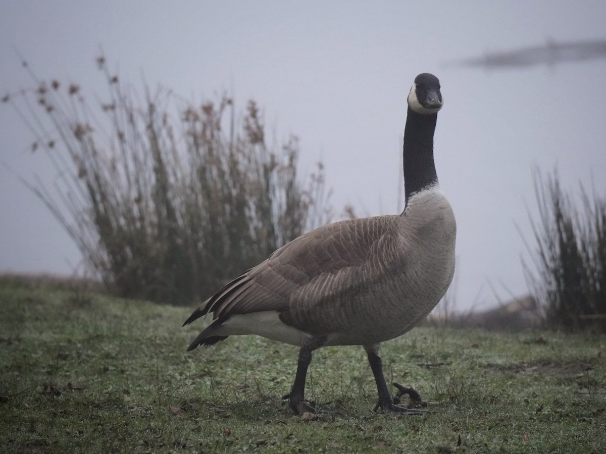 Canada Goose - ML649340071