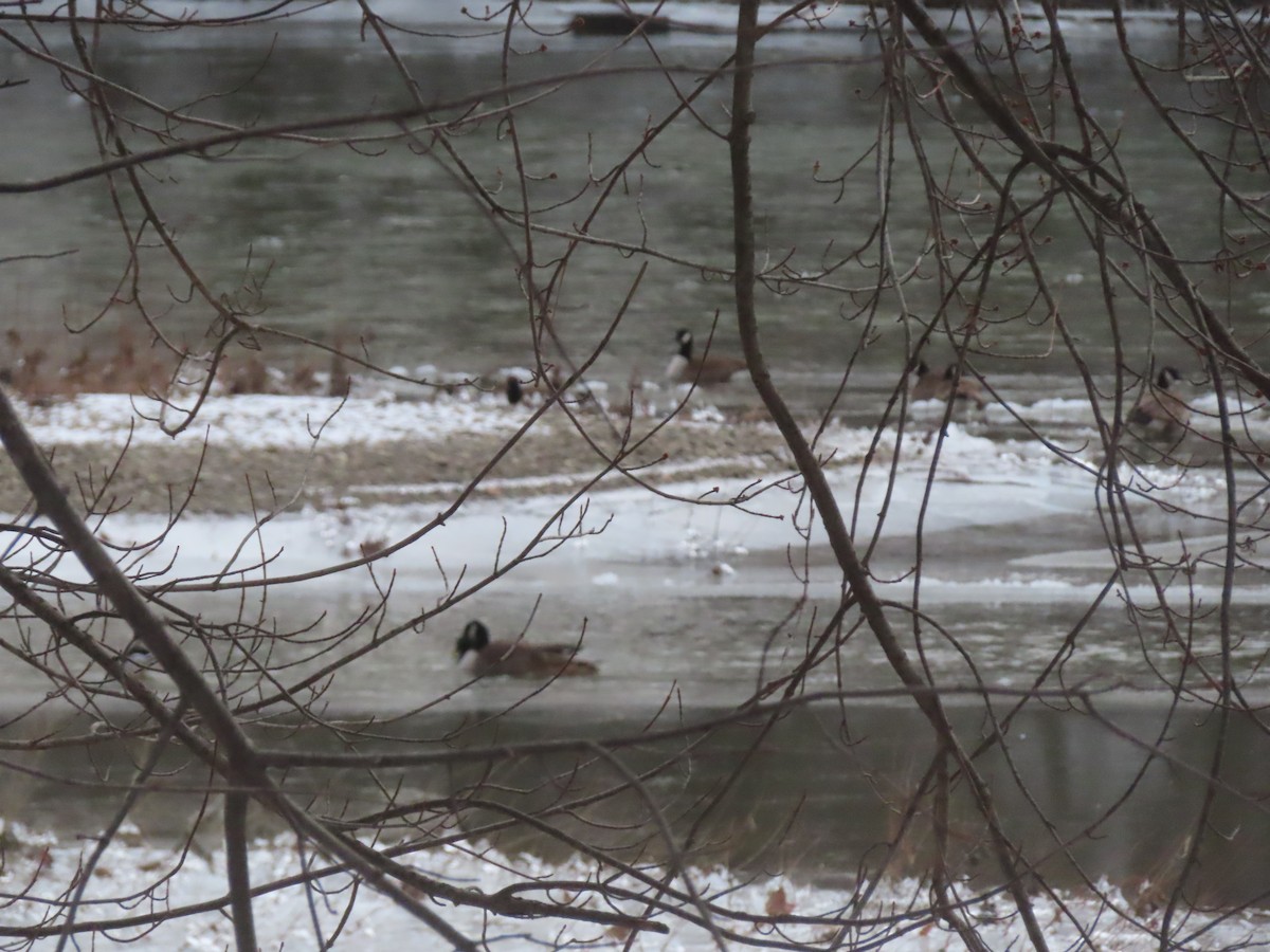 Canada Goose - ML649340113