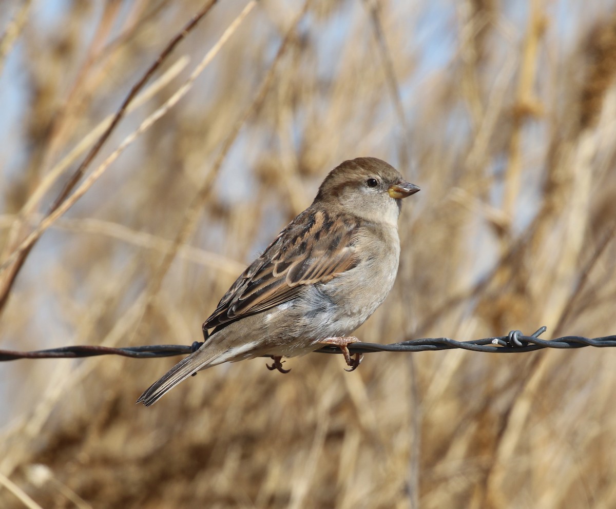 House Sparrow - ML649340121