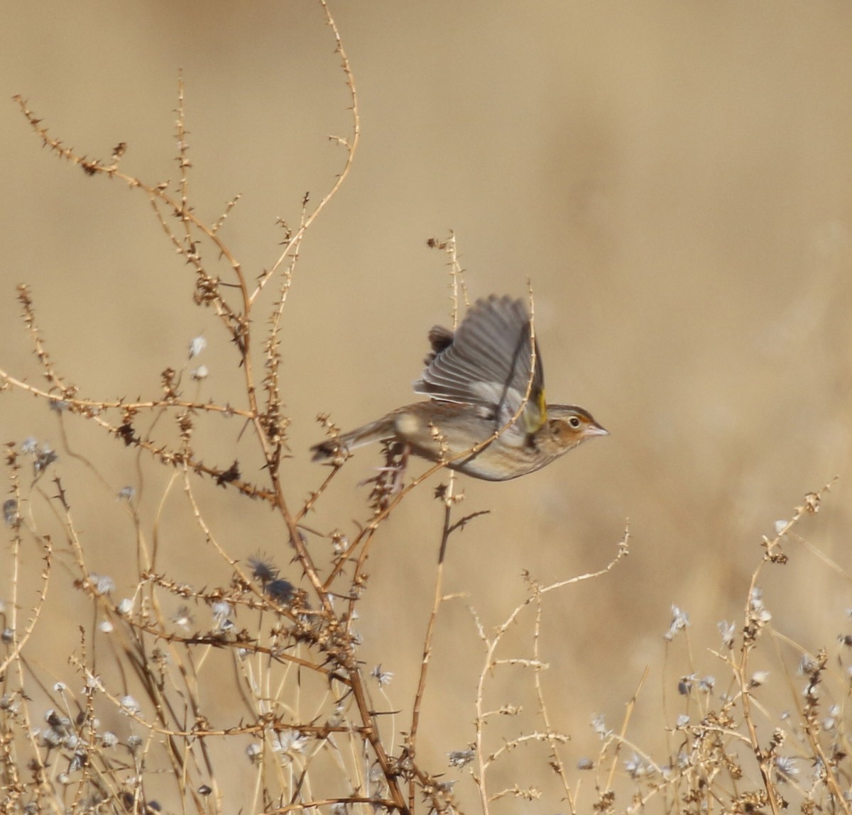 Grasshopper Sparrow - ML649340134