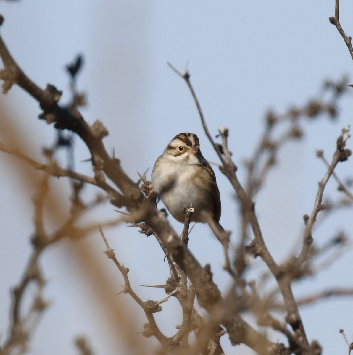Clay-colored Sparrow - ML649340147