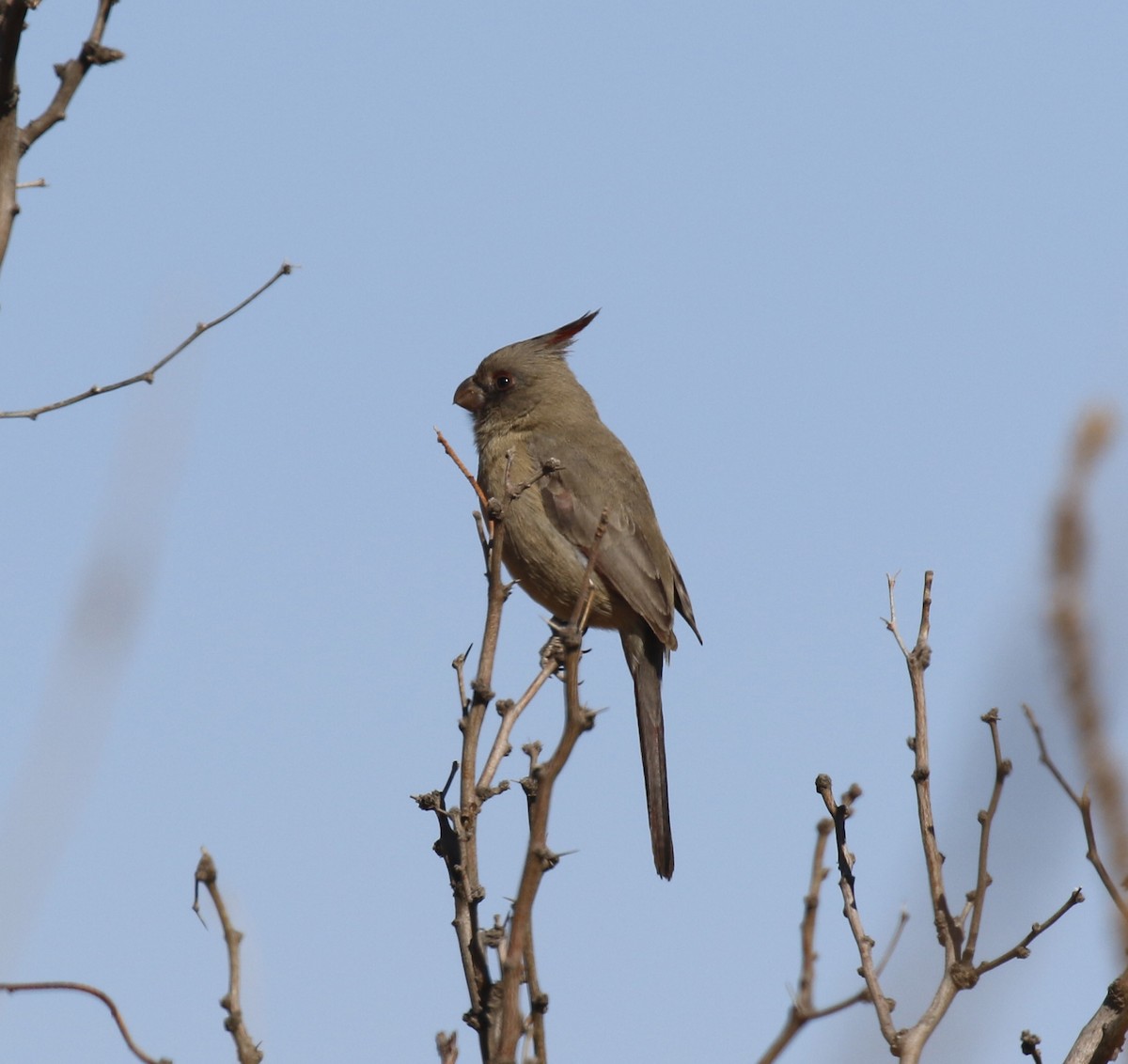 Pyrrhuloxia - ML649340162