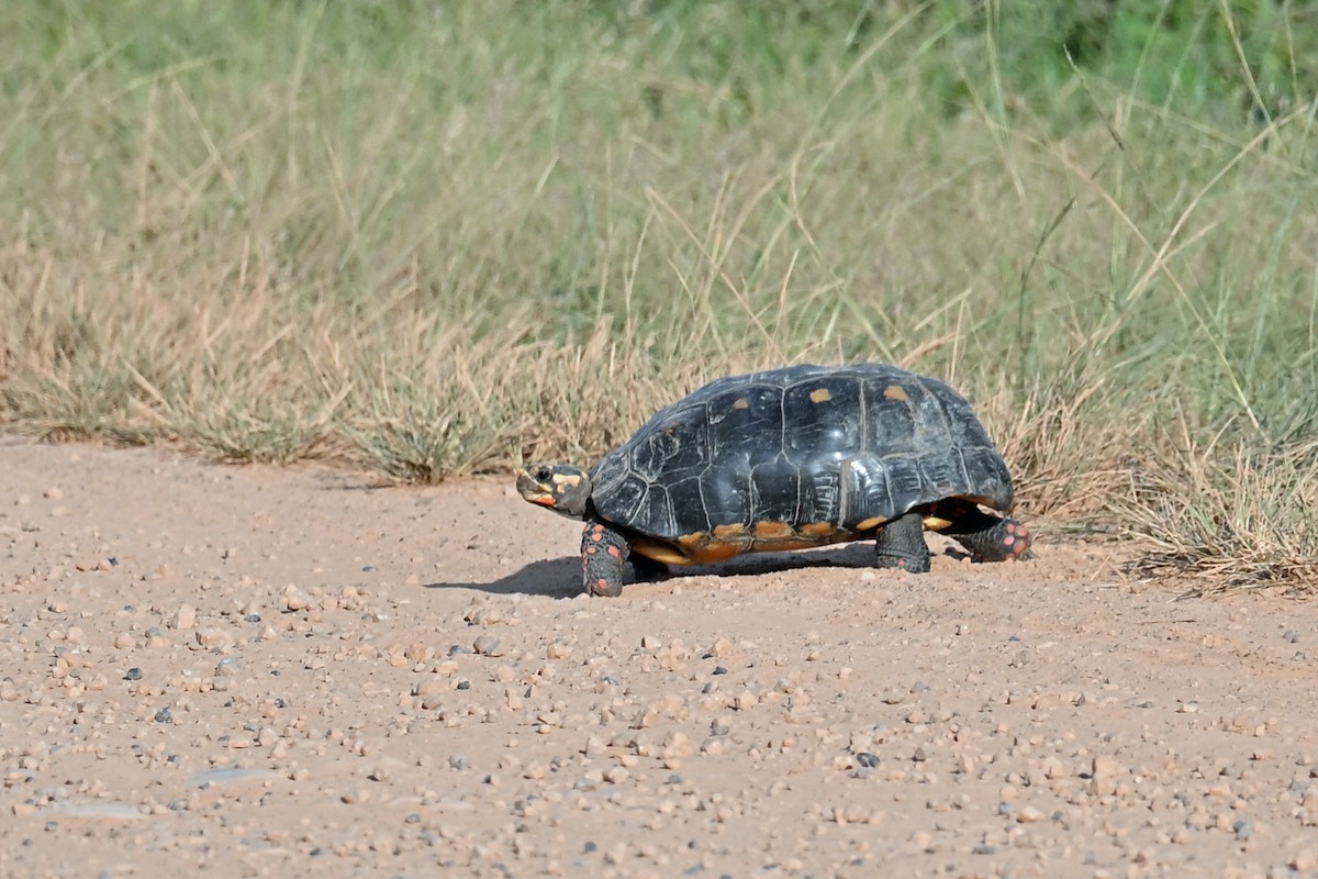 Red-footed Tortoise - ML649340243