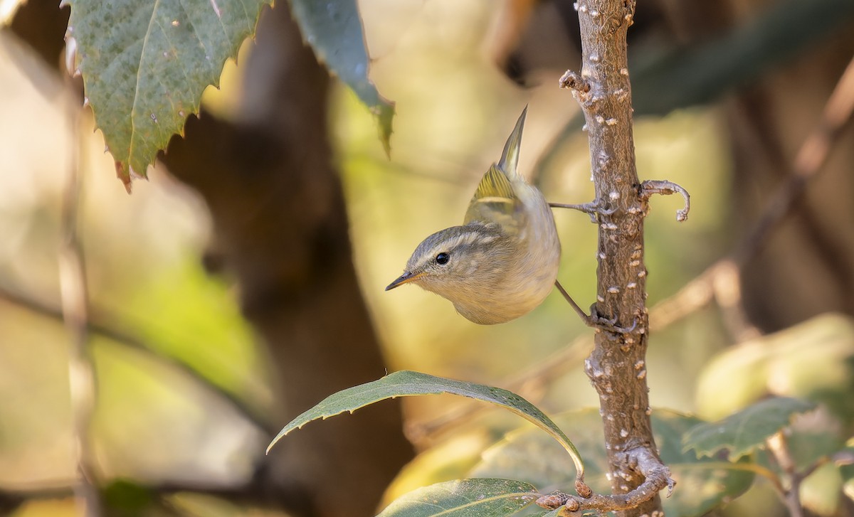 Buff-barred Warbler - ML649340249