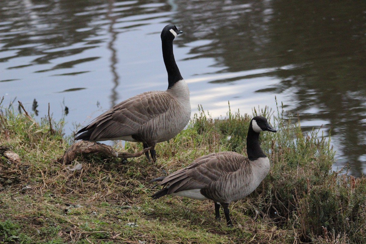 Canada Goose - ML649340402