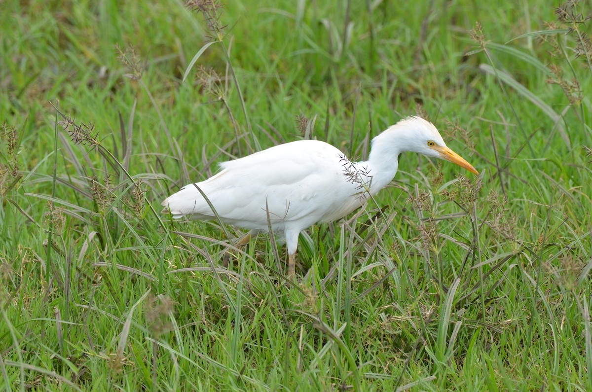 Western/Eastern Cattle-Egret - ML649340516