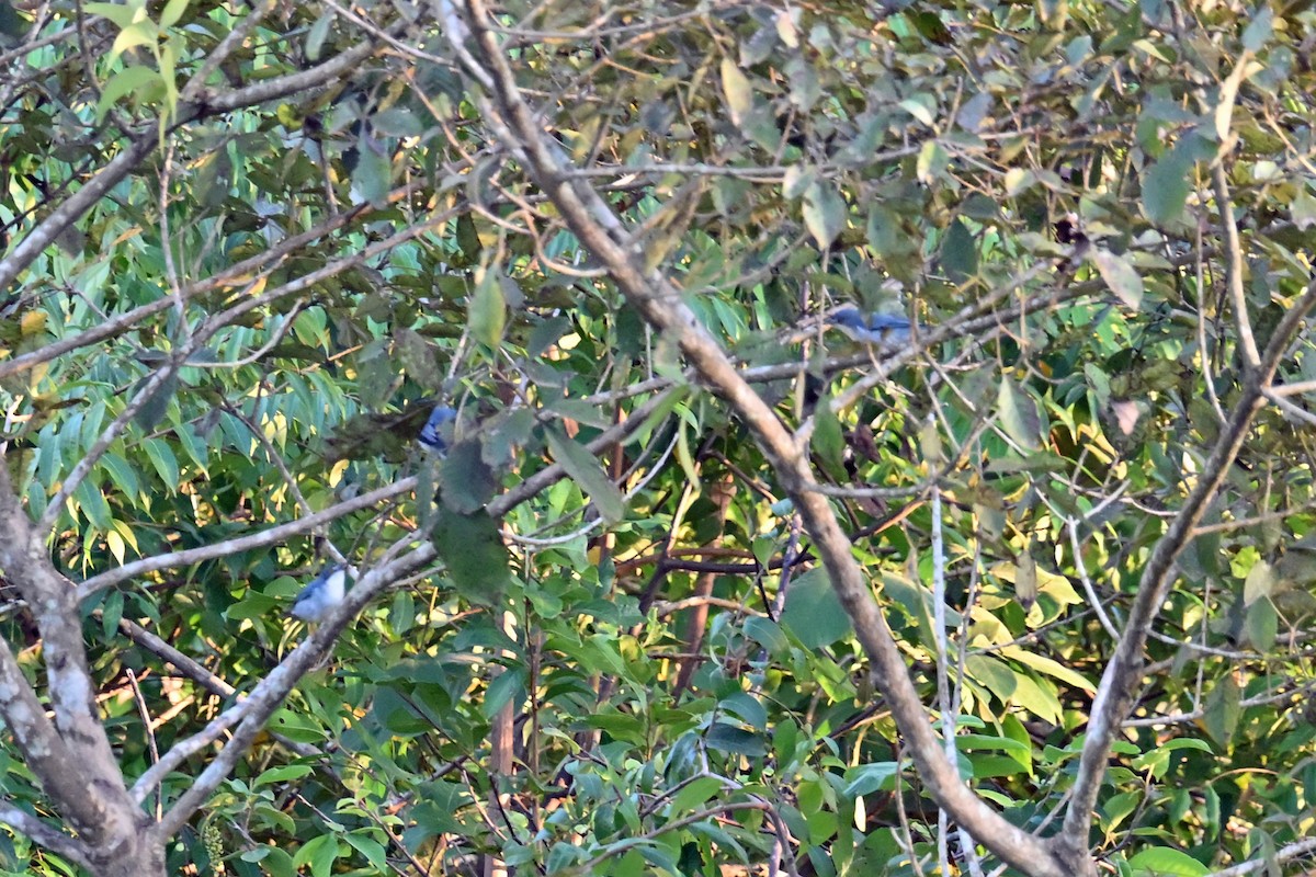 Hooded Tanager - ML649340558