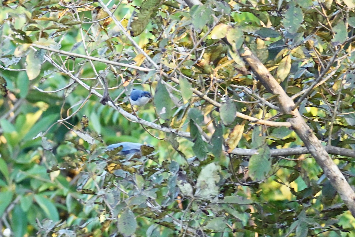 Hooded Tanager - ML649340560