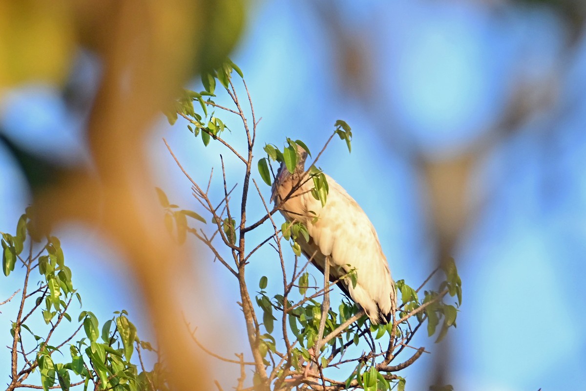 Wood Stork - ML649340584