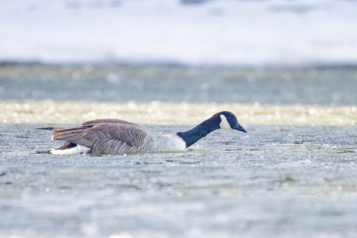 Canada Goose - ML649340646
