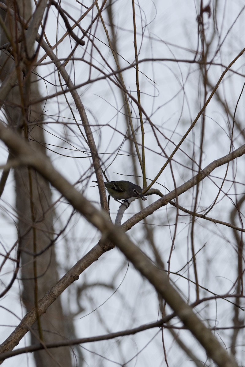 Graukopfvireo - ML649340906