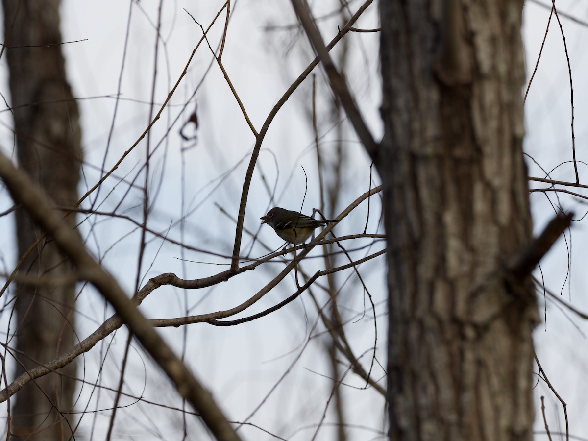 Graukopfvireo - ML649340908