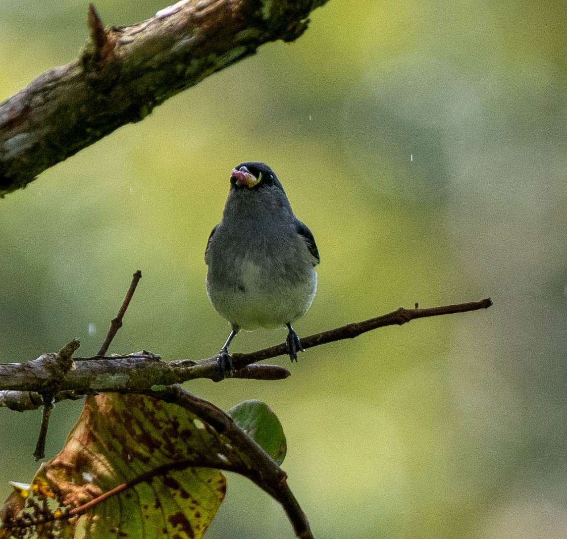 Серая танагра - ML649341126