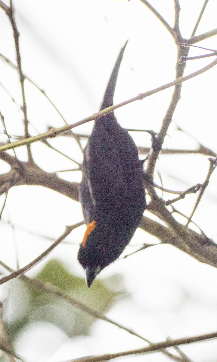 Златохохлая танагра - ML649341151