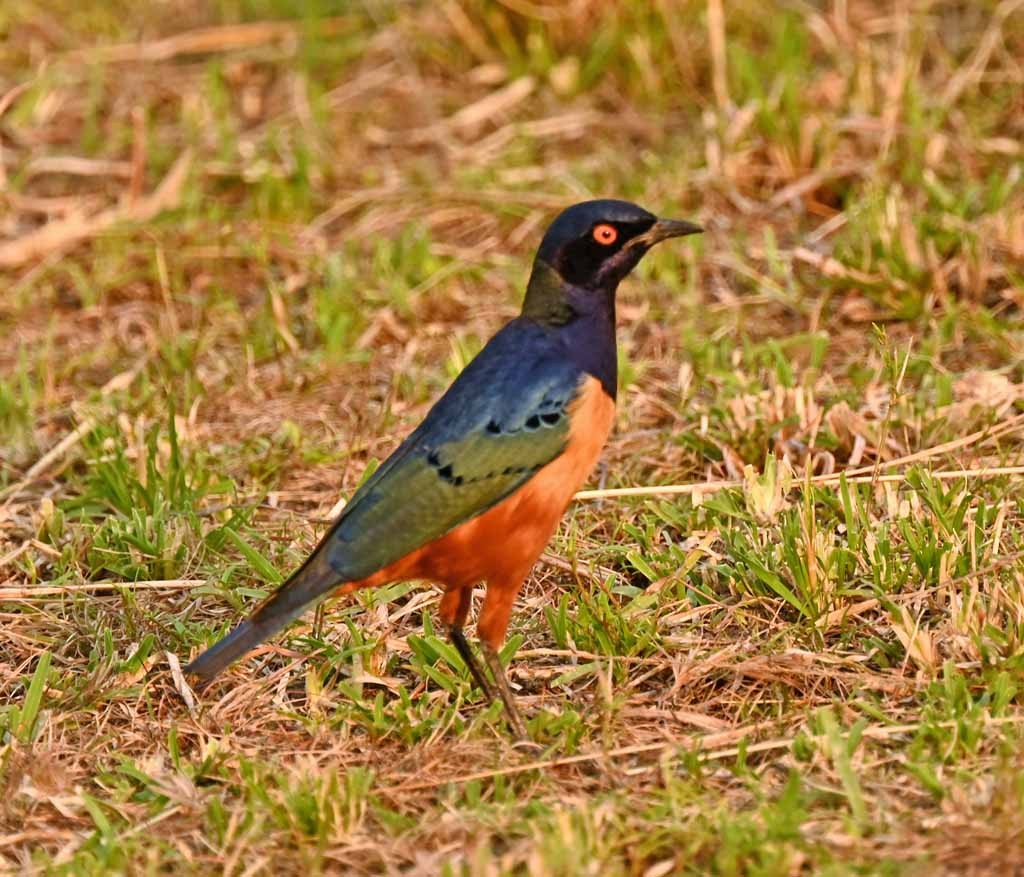 Hildebrandt's Starling - ML649341251