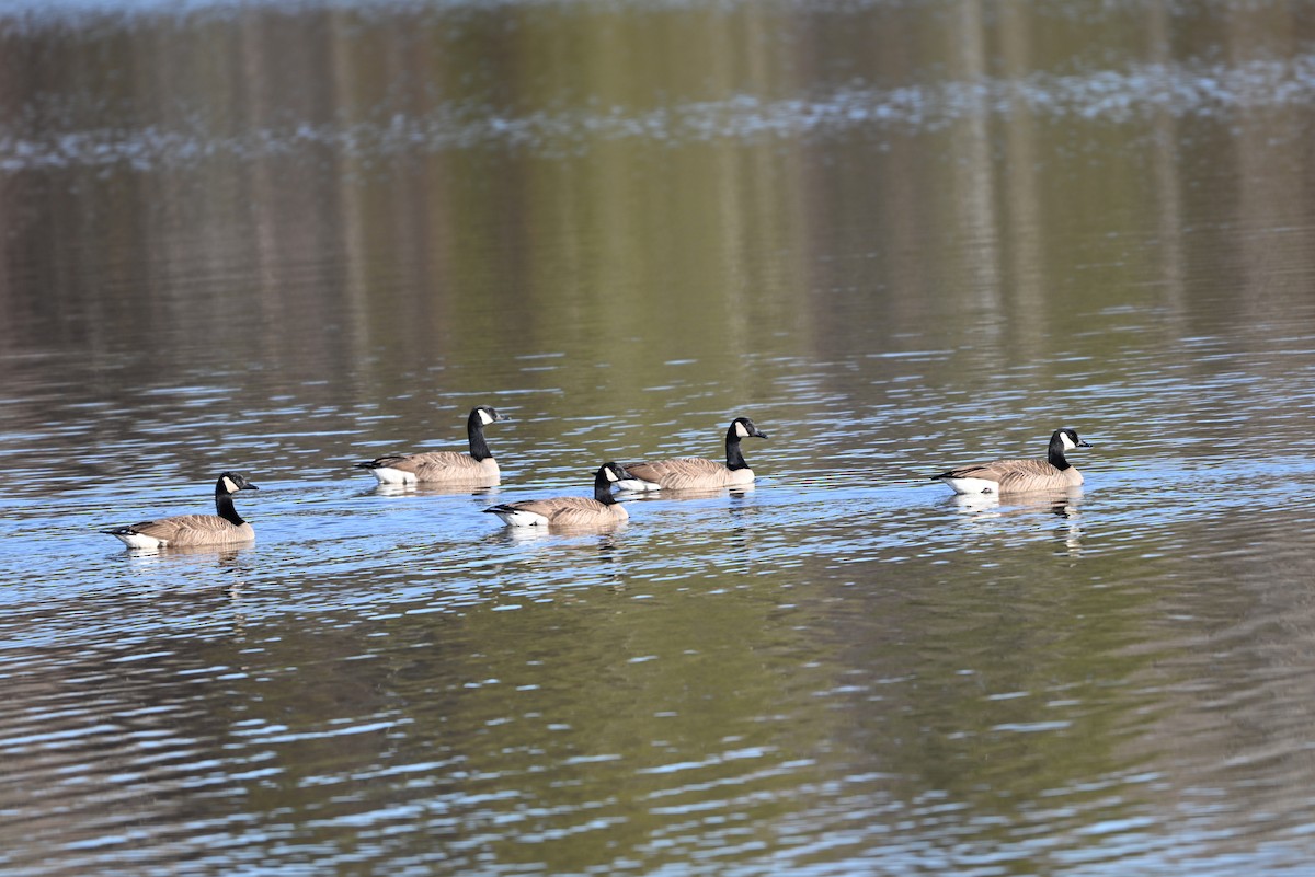 Canada Goose - ML649341347