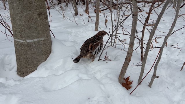 Grévol Engolado - ML649341666