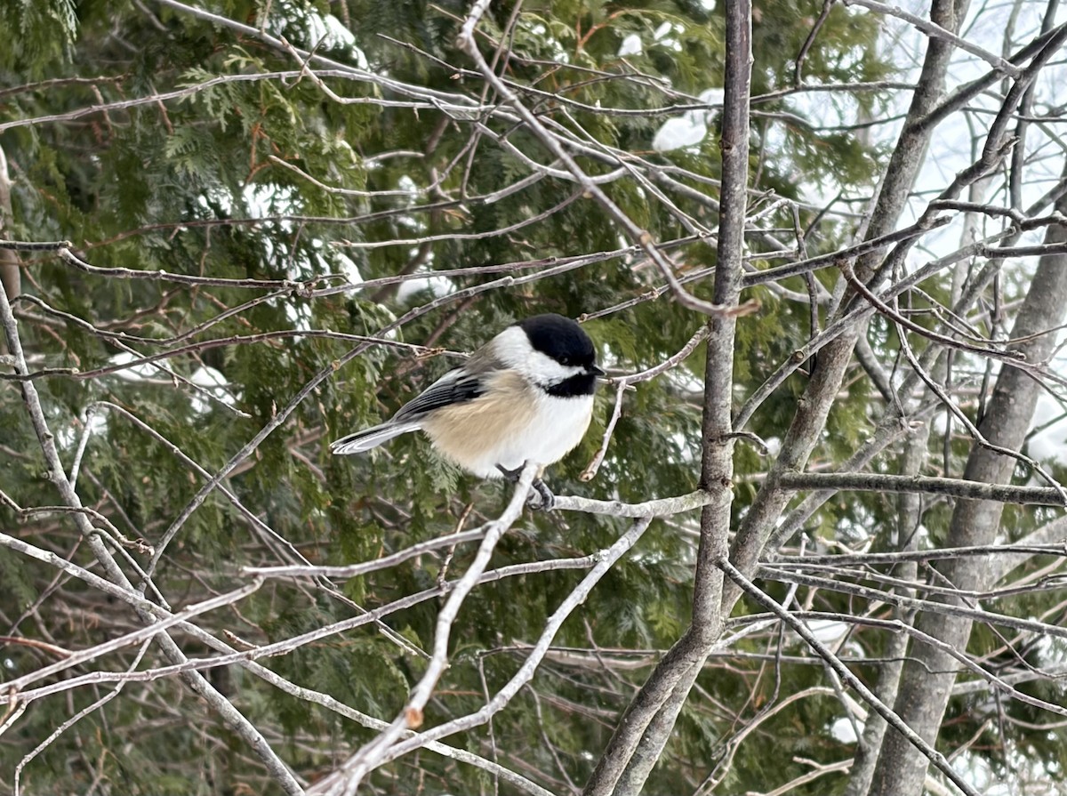 Black-capped Chickadee - ML649341675