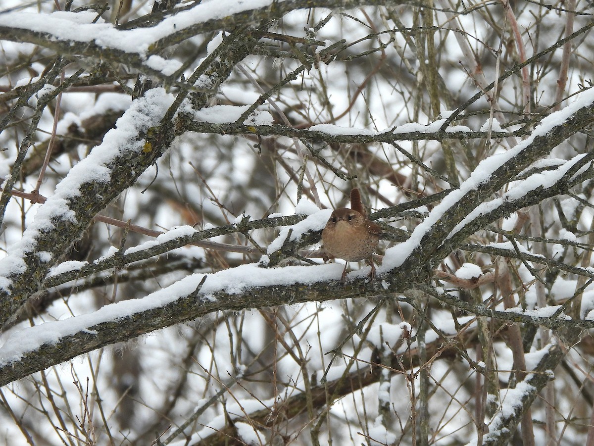 Winter Wren - ML649341862