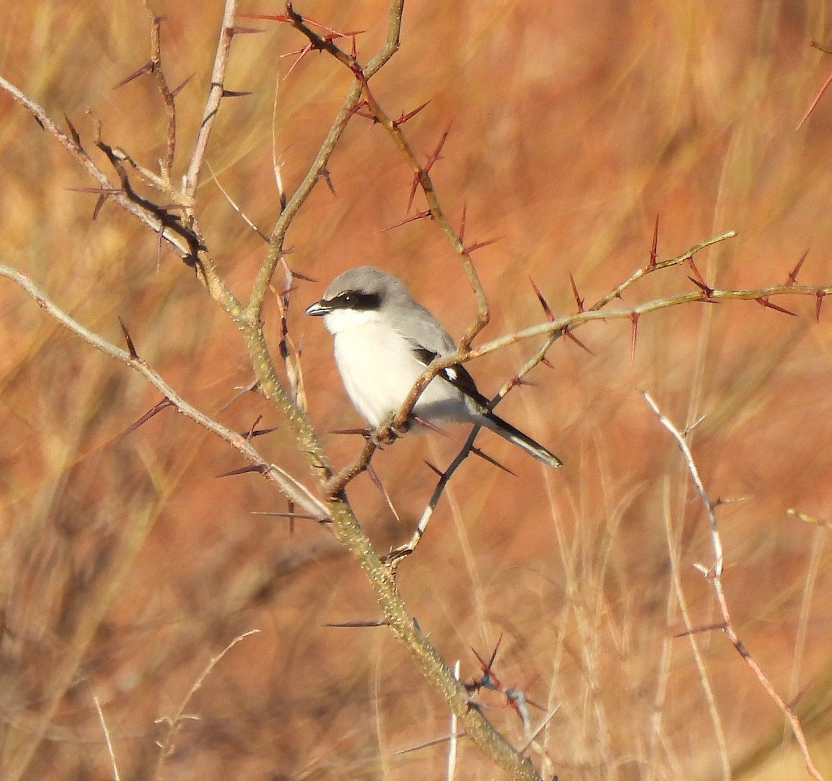 Loggerhead Shrike - ML649342026