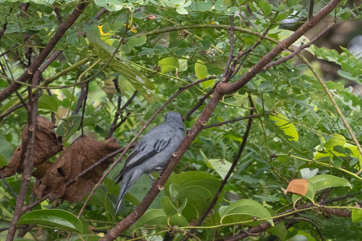 Graukopf-Raupenfänger - ML649342126