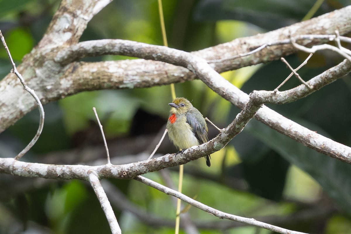 Papuamistelfresser - ML649342129