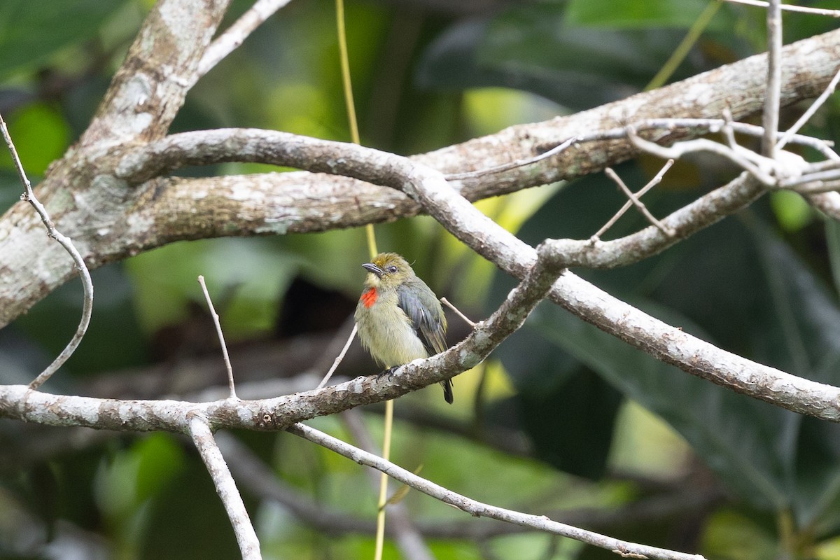 Papuamistelfresser - ML649342130