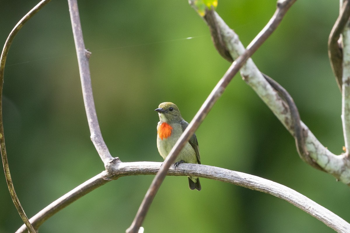 Papuamistelfresser - ML649342133