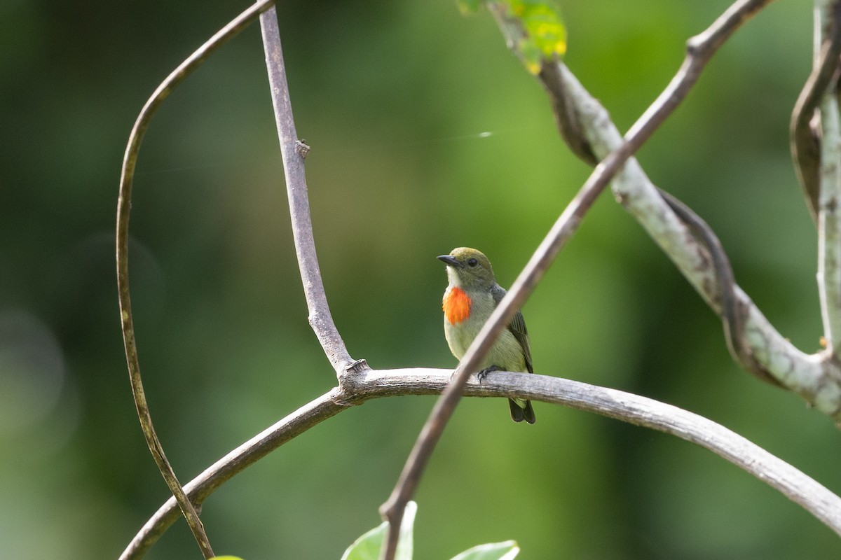 Papuamistelfresser - ML649342134