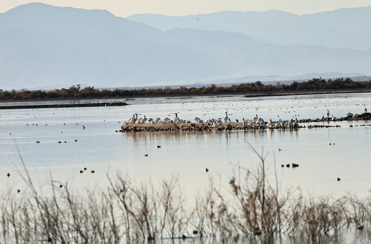 American White Pelican - ML649342143