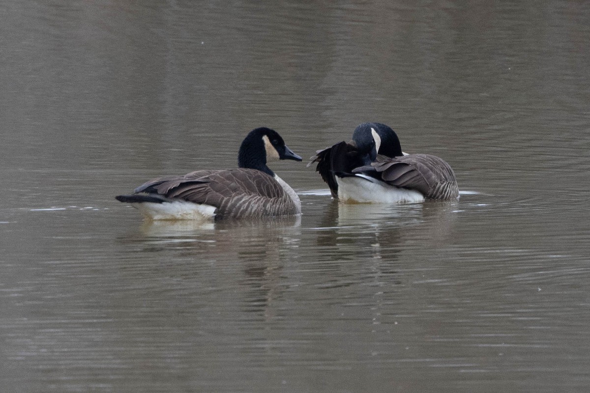 Canada Goose - ML649342144
