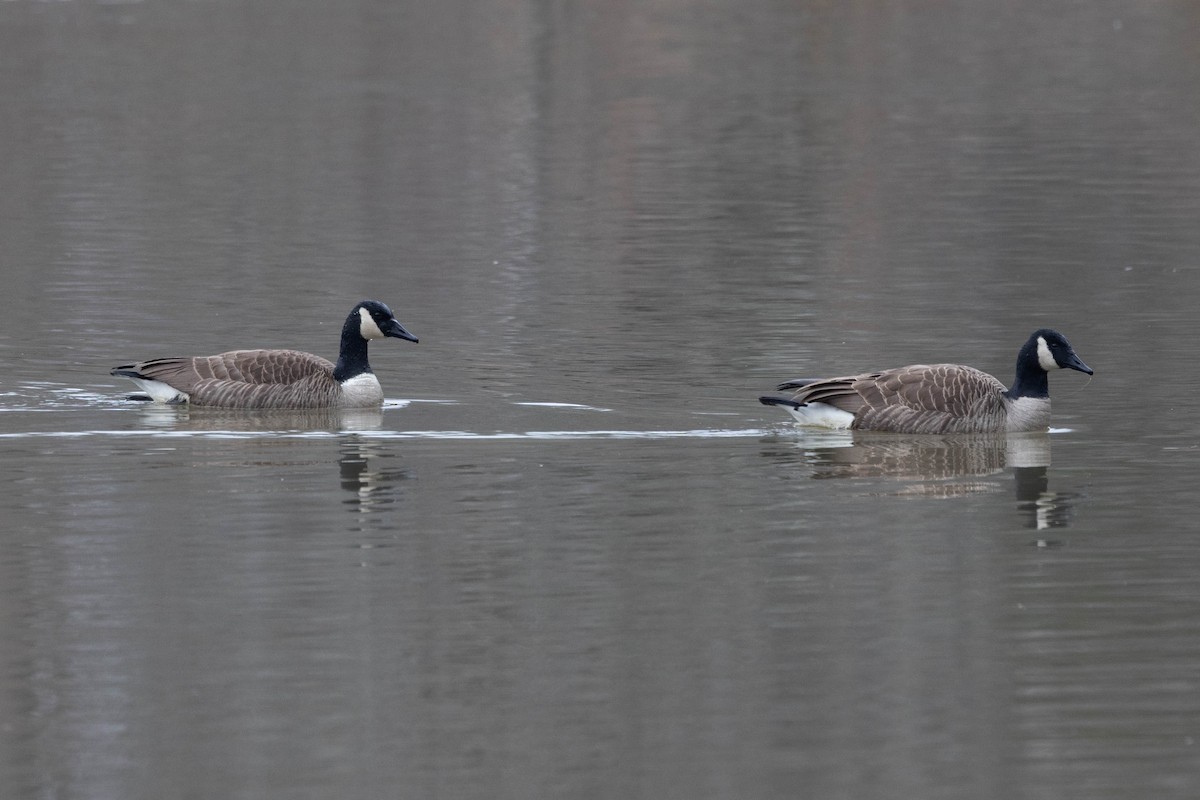 Canada Goose - ML649342145