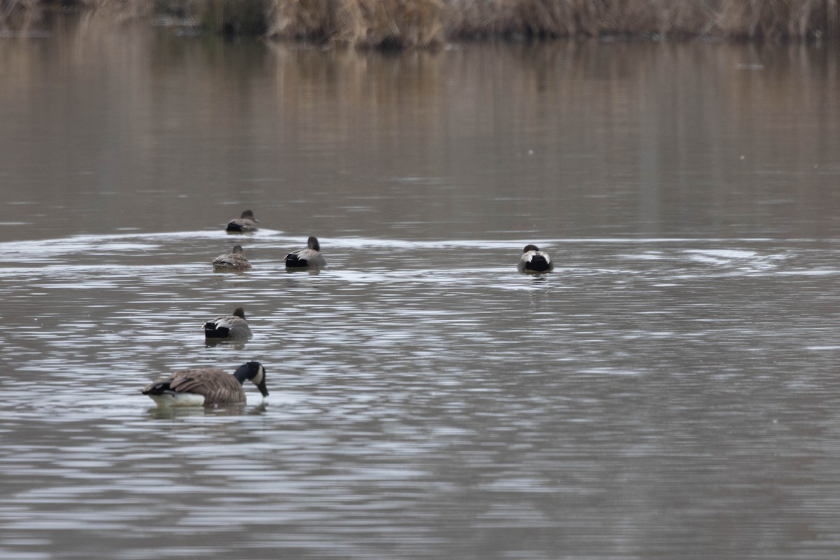 Canada Goose - ML649342146