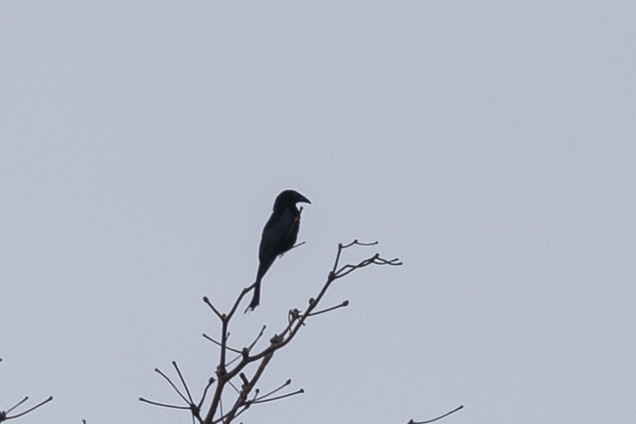 Glanzfleckdrongo (carbonarius) - ML649342157