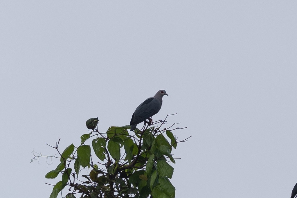 Pinonfruchttaube (pinon/jobiensis) - ML649342161