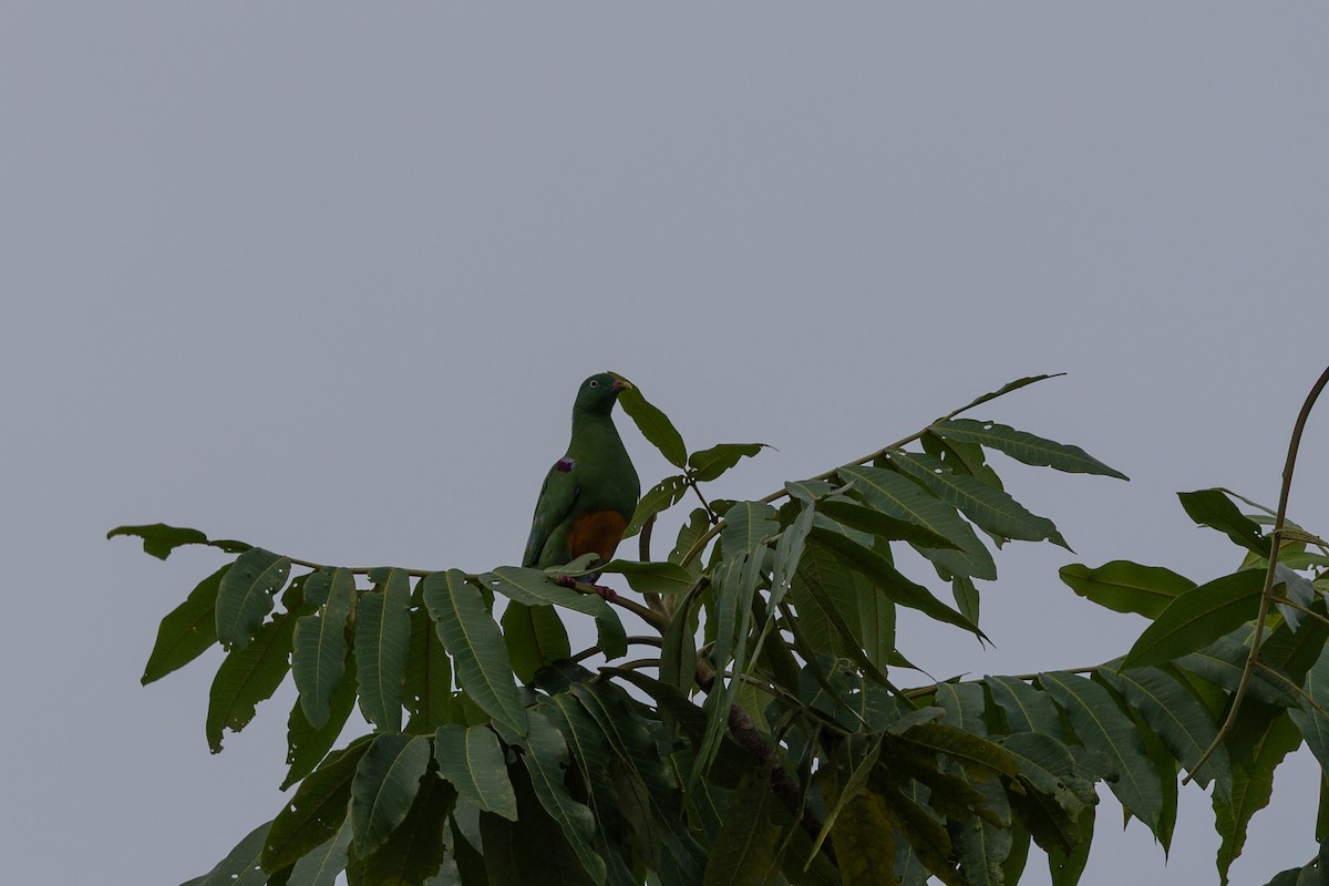 Orangebauch-Fruchttaube - ML649342179