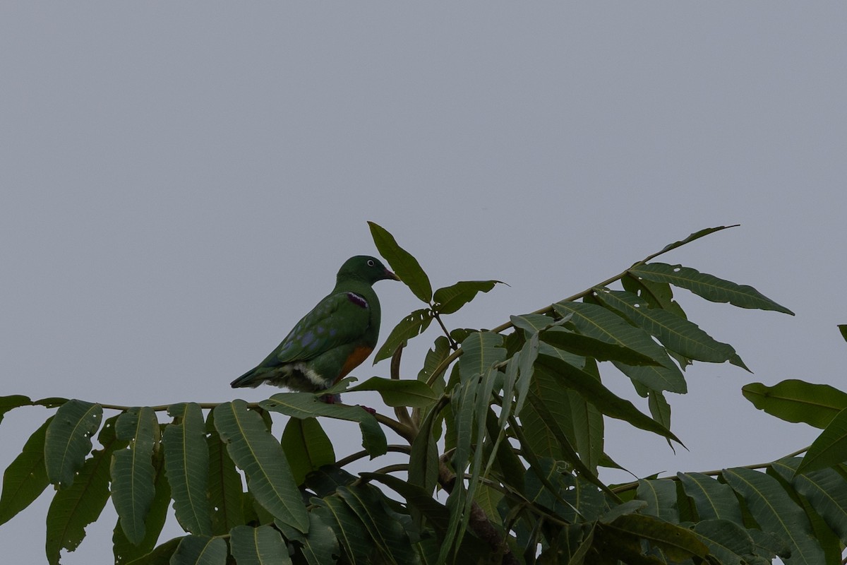 Orangebauch-Fruchttaube - ML649342184