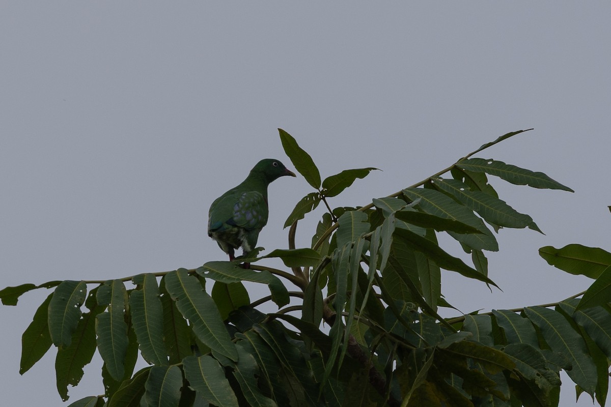 Orangebauch-Fruchttaube - ML649342191