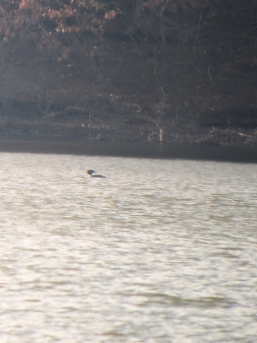 Grand Harle - ML649342192