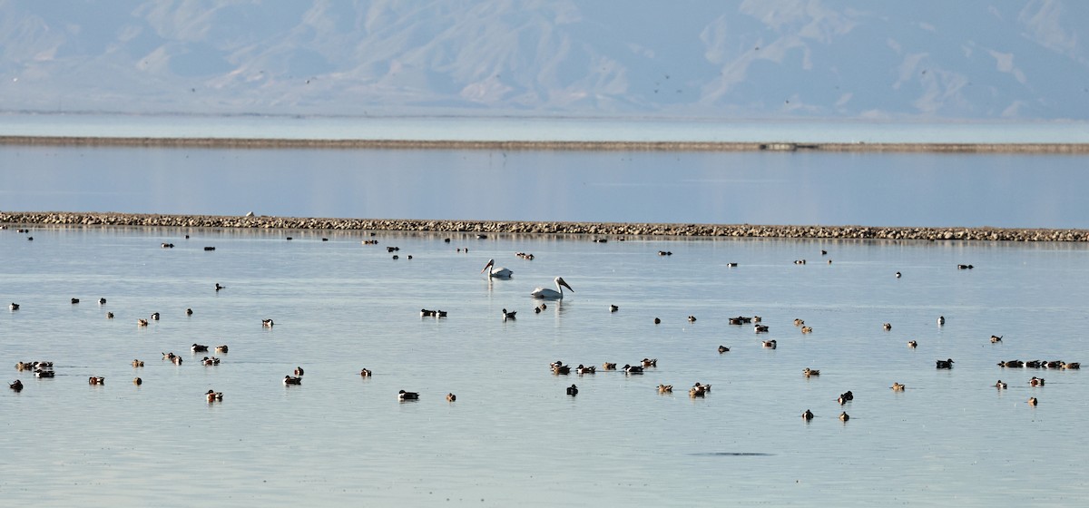 Northern Shoveler - ML649342218